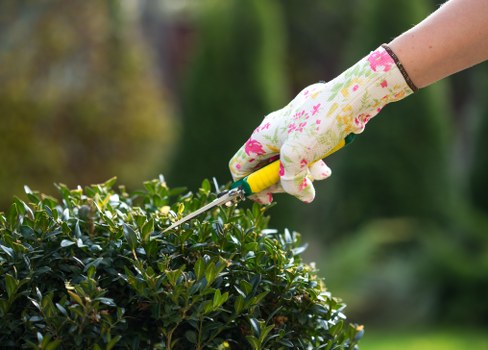 The image shows a close-up of a gardener's hand wearing a floral-patterned gardening glove, using pruning shears to trim a neatly maintained green hedge in a garden. The hedge has dense, dark green foliage and is situated in a landscaped outdoor space, with the background featuring blurred trees and natural greenery under soft daylight conditions. The garden area appears well-kept, with a clear boundary between the hedge and surrounding lawn or planting beds. The scene suggests active garden maintenance, typical of landscaping services provided by companies like Landscapers Stratford, who specialise in outdoor garden care and hedge trimming within the Stratford area. The overall environment showcases a tidy, attractive garden layout with a focus on healthy, pruned shrubbery, indicative of professional gardening and landscape management.
