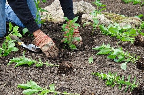 A close-up view of hands wearing gardening gloves working in a garden bed, planting young green shrubs or plants into dark, loose soil. The garden layout features several evenly spaced plants with healthy green leaves, bordered by a mix of soil and small rocks, indicating a landscaped outdoor space typical of a backyard or front garden in Stratford. In the background, additional plants and some surrounding foliage are visible, suggesting ongoing planting activity. The overall scene is well-lit, likely under natural daylight, with a focus on garden maintenance and planting services provided by Landscapers Stratford, reflecting their expertise in gardening and landscape design in the local area.