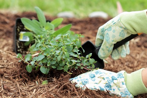A gardener wearing patterned gardening gloves is planting a small shrub or flowering plant into a prepared flower bed with dark, leafy soil in a well-maintained outdoor garden. The scene shows the plant with green leaves and a few young shoots, set against the background of other garden plants and a patch of grass. The garden appears neat and cultivated, with a focus on flower bed creation and landscape enhancement, typical of gardening services in Stratford. The soil is loose and rich, indicating recent planting work, and the outdoor environment is bright, suggesting a clear, sunny day. This image exemplifies professional gardening procedures related to flower bed creation and landscape planting, highlighting the importance of careful planting and soil preparation in outdoor garden maintenance, which landscapers Stratford can provide for local gardens.