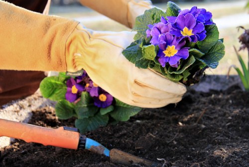 A gardener wearing beige gloves is planting vibrant purple and yellow primrose flowers into dark, rich soil within a landscaped garden area. The garden features a mixture of neatly maintained grass and flower beds with defined borders. In the background, there are additional plantings and a blurred view of a sunny outdoor space, suggesting early morning or late afternoon light with natural brightness. The soil appears freshly turned and well-prepared for planting, with gardening tools partially visible nearby. The scene reflects typical outdoor gardening activity, aligning with services offered by Landscapers Stratford in Stratford-upon-Avon, with an emphasis on garden planting, soil preparation, and overall landscaping maintenance in the local area.