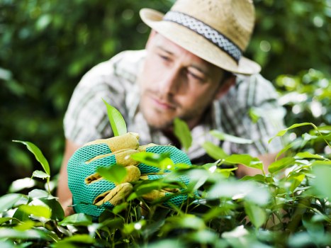 Professional landscaper designing a Stratford backyard