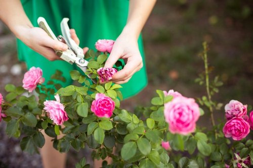 A person in a green outfit is shown pruning a shrub with vibrant pink flowering roses, using gardening clippers to trim the plant's green leaves and branches. The rose bushes are situated in a well-maintained garden bed with dark, rich soil visible around the base. The garden features a mix of lush, dense foliage and neatly arranged plants, with a variety of shades of green that contrast with the bright pink blossoms. The background is slightly blurred but suggests an outdoor space with natural lighting and possibly other garden elements, reflecting typical gardening activities in Stratford. This scene exemplifies professional gardening practices that help maintain healthy, attractive flower beds, aligning with services provided by local landscapers like Landscapers Stratford, who offer comprehensive garden maintenance and shrub pruning. The overall environment is calm, natural, and well-kept, highlighting the importance of regular gardening and pruning in enhancing outdoor spaces in the Stratford area.