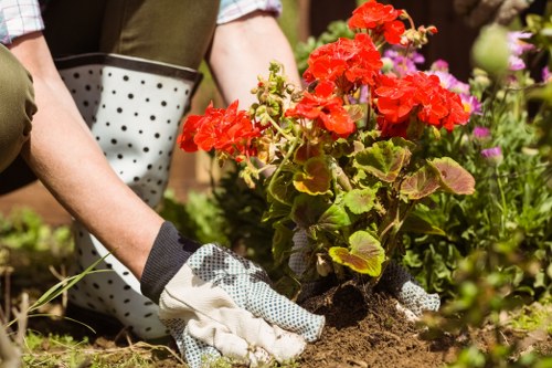 A person wearing gardening gloves and dark clothing is planting a red geranium in a garden bed with rich, dark soil. The garden features a variety of plants, including green foliage and flowering plants with purple and pink blossoms, arranged alongside the flower bed. In the background, there are additional garden elements, such as a hedge or shrubbery, and a paved area, suggesting a well-maintained landscaped yard. The scene is illuminated by natural daylight, indicating clear weather conditions. The image reflects outdoor gardening activities typical of careful landscape maintenance, consistent with professional lawn care and gardening services offered by companies like Landscapers Stratford in the Stratford area, underpinning the importance of proper planting and garden organisation in residential outdoor spaces.