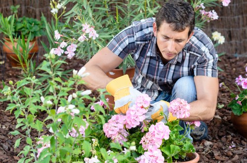 A man wearing a short-sleeved, blue checkered shirt is kneeling in a garden, tending to a flower bed filled with pink and white flowering plants. His focus is on carefully arranging or pruning the flowers, with gardening gloves on his hands. The garden features lush greenery, with visible soil and mulch around the plants, and potted plants in the background. The scene is set outdoors on a bright day, with natural light illuminating the vibrant colours of the flowers and foliage. The garden appears well-maintained, suggesting professional landscaping or gardening services, with a neat and organized layout that includes a variety of plants and flower species. This setting highlights the typical elements of a carefully cultivated outdoor space, possibly in Stratford or nearby in the UK, suitable for garden care, maintenance, and planting services offered by companies like Landscapers Stratford.